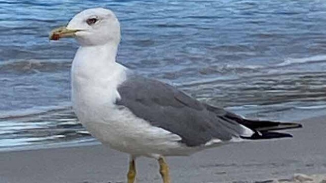 Mouette de Méditerranée